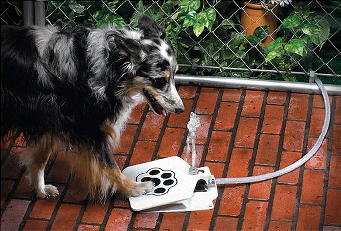 Doggy Water Fountain ένα σιντριβάνι για σκύλους.
