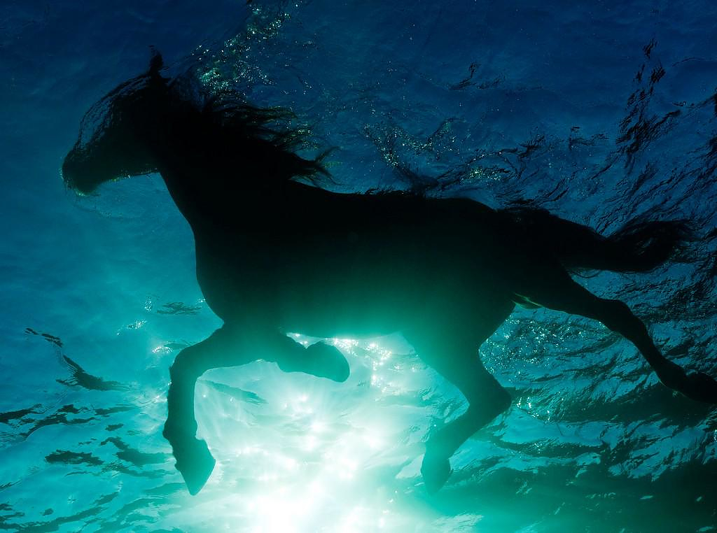 Underwater Photography by Kurt Arrigo.